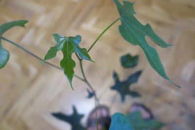 Brachychiton acerifolius - brachychiton javorolistý - mladý list